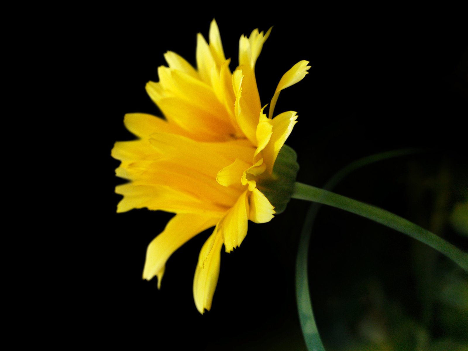 a yellow flower sits on the stem of green stems