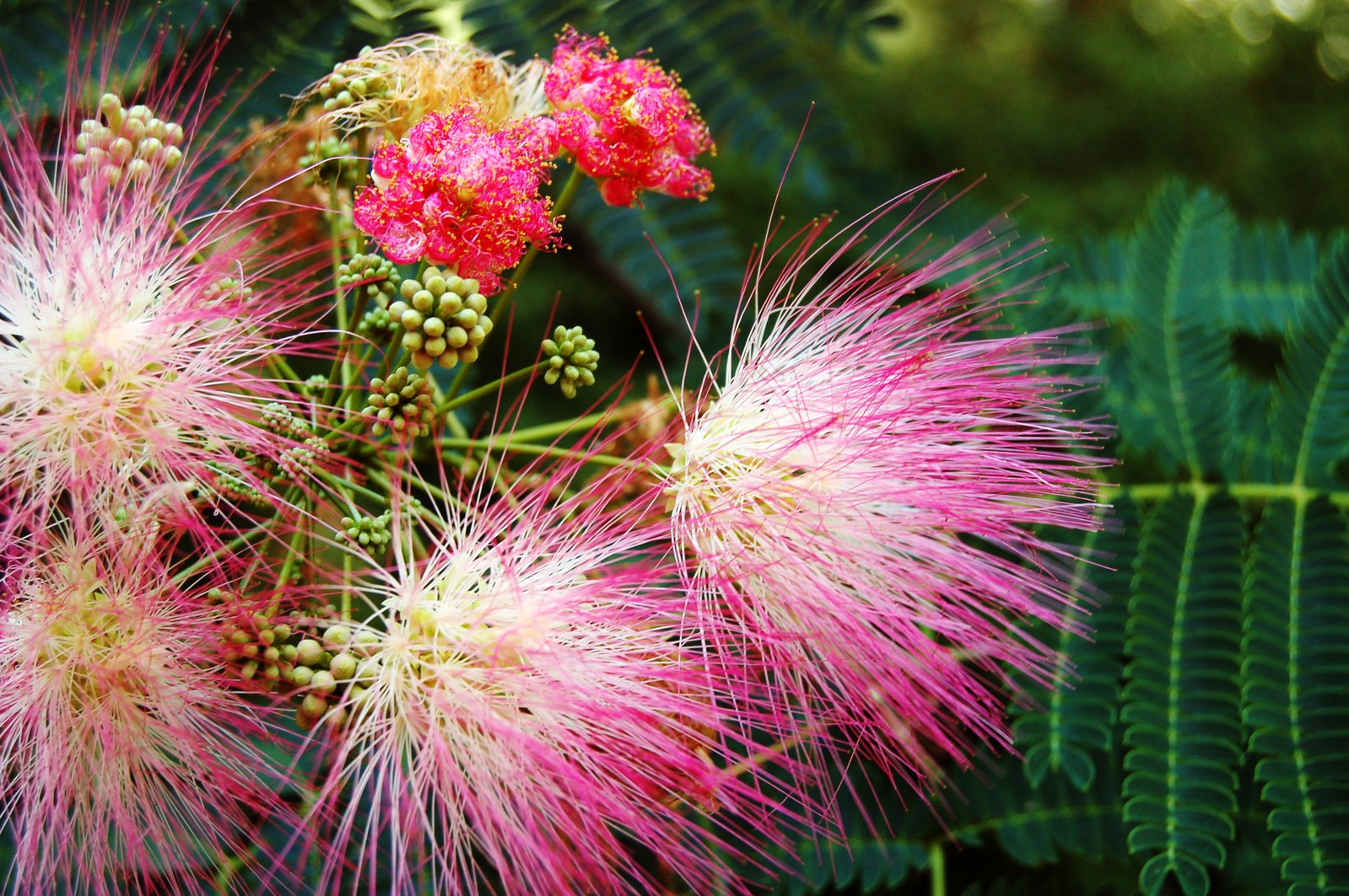 several different pink flowers sitting on top of a tree