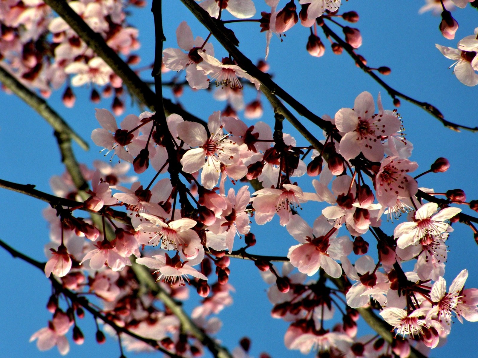 a closeup of the blossoming of some small tree