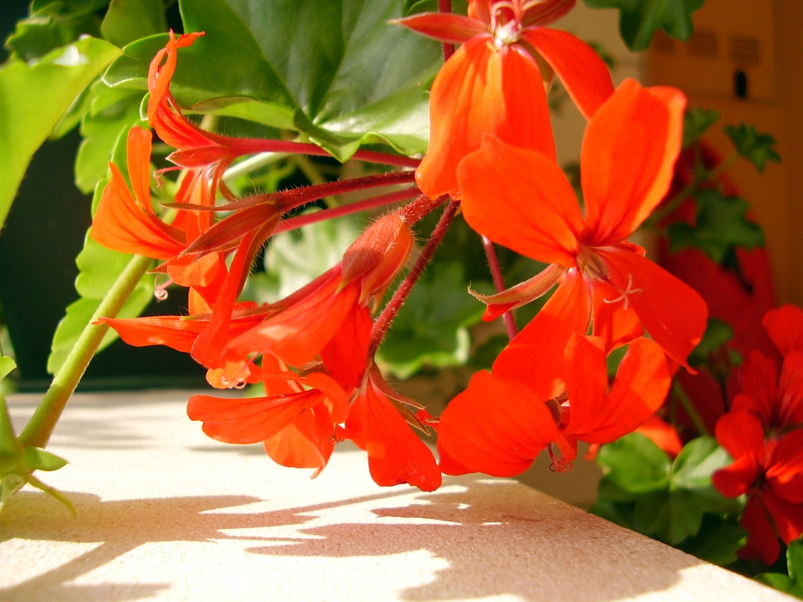 there are some red flowers near many green leaves