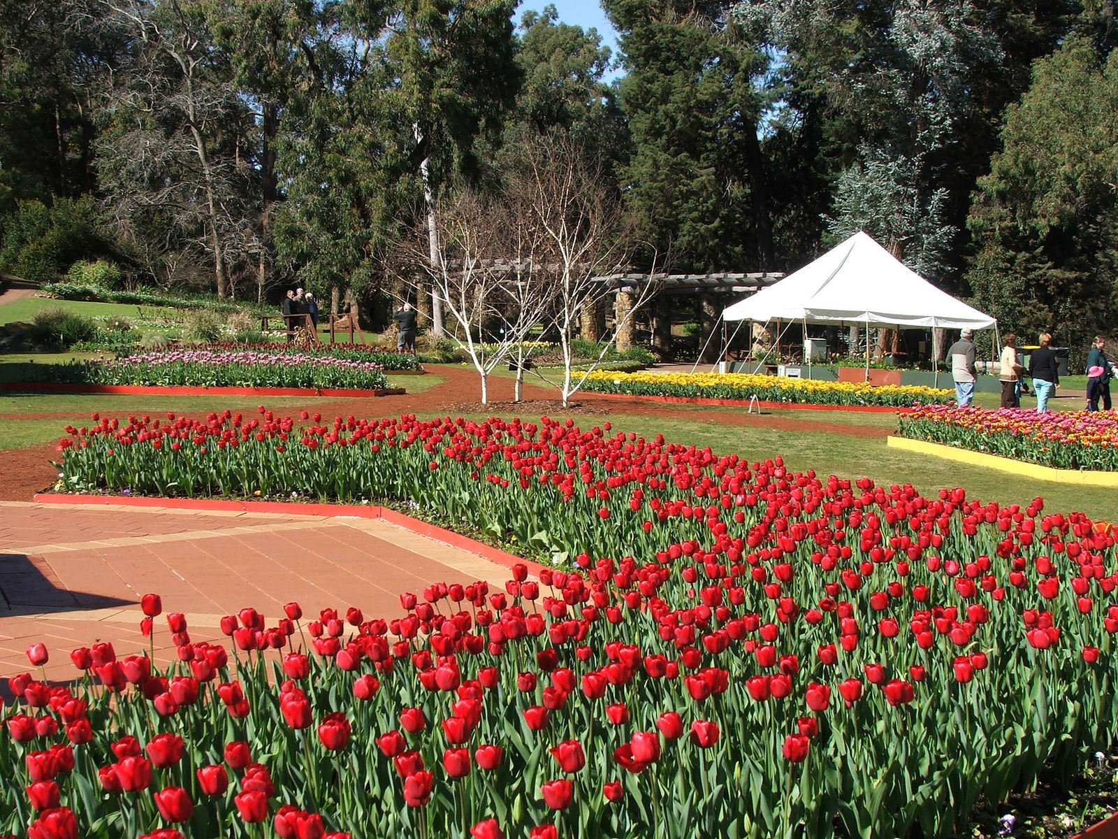 people on an open area with many red flowers