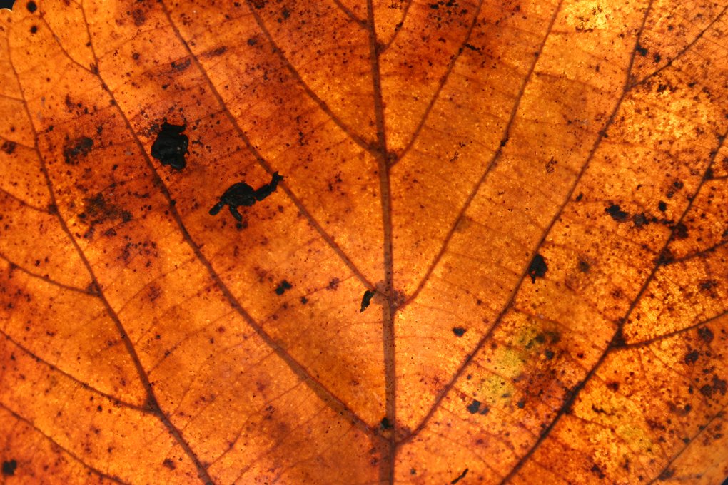 an open leaf with brown spots on the leaf