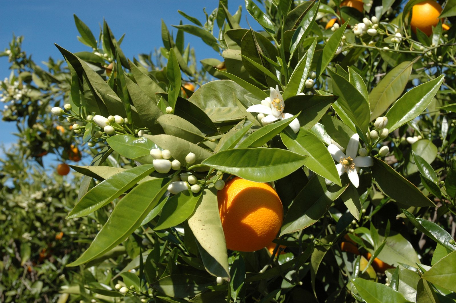 there are oranges on the tree in an orchard