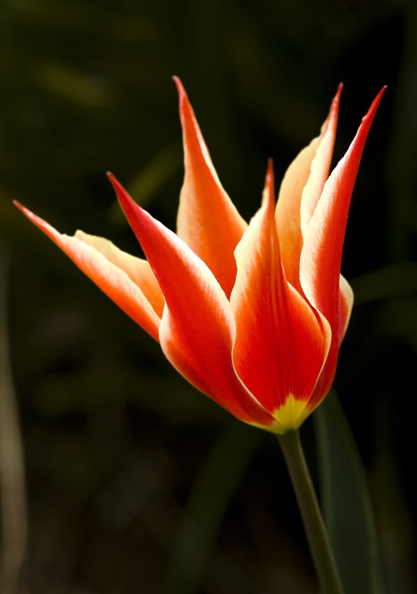 a large orange and yellow flower sitting in the middle of some green leaves