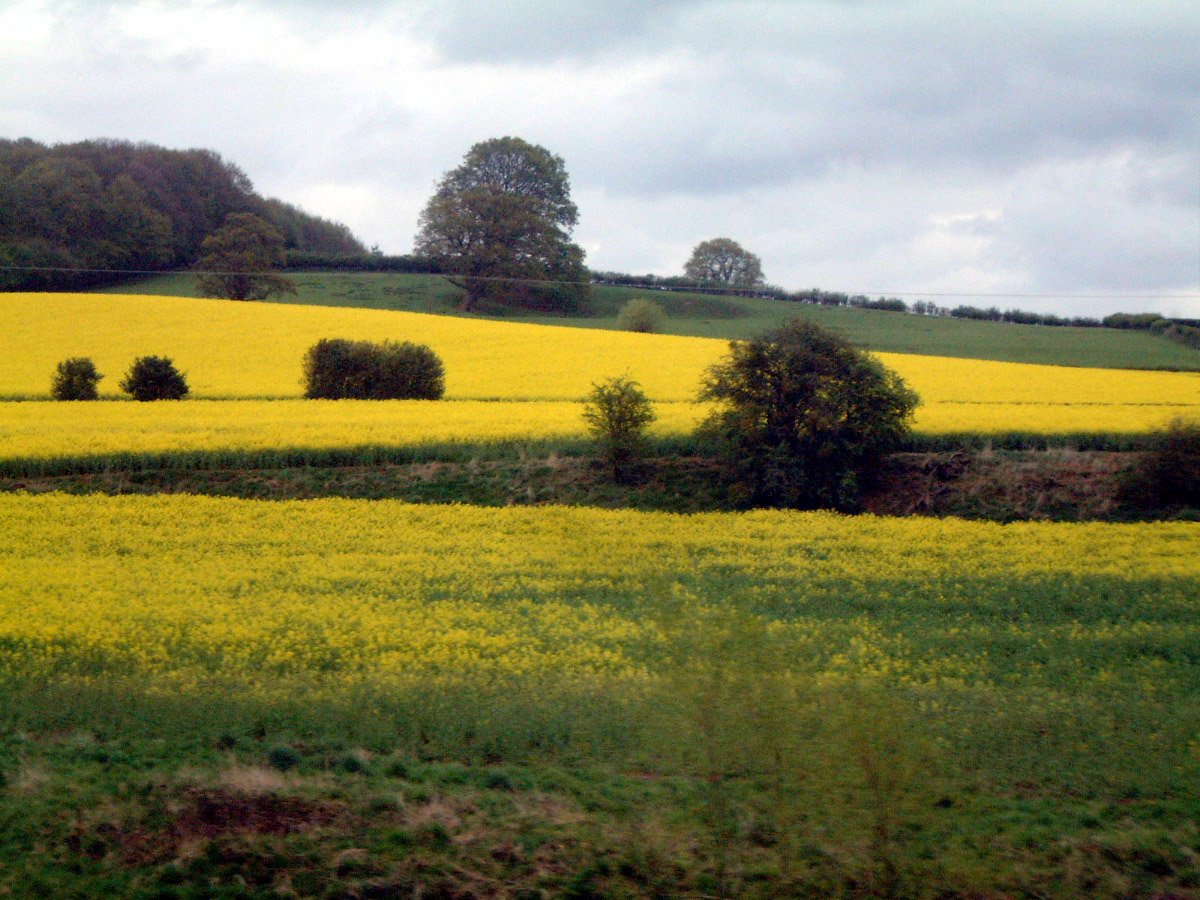 a field filled with lush green trees and yellow flowers