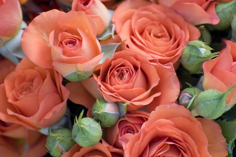 an orange rose bunch in bloom in closeup