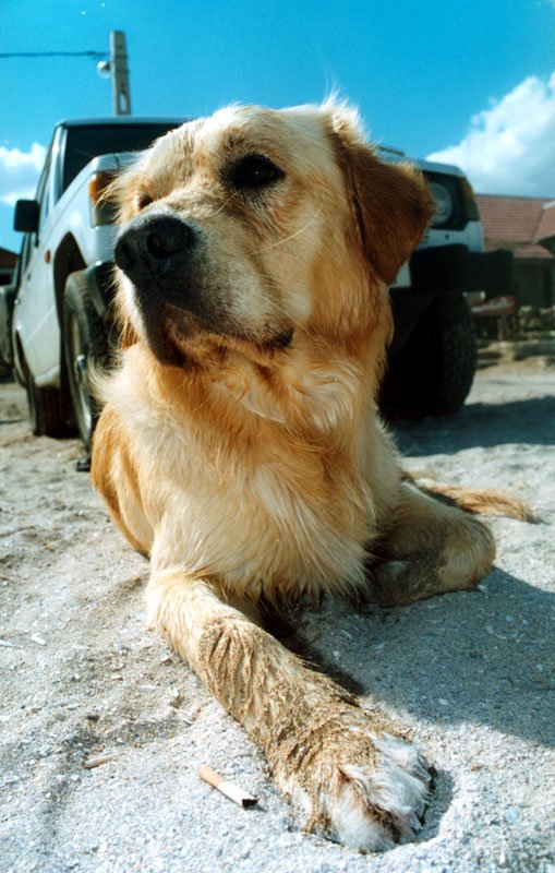 dog laying down in the desert near a pickup truck