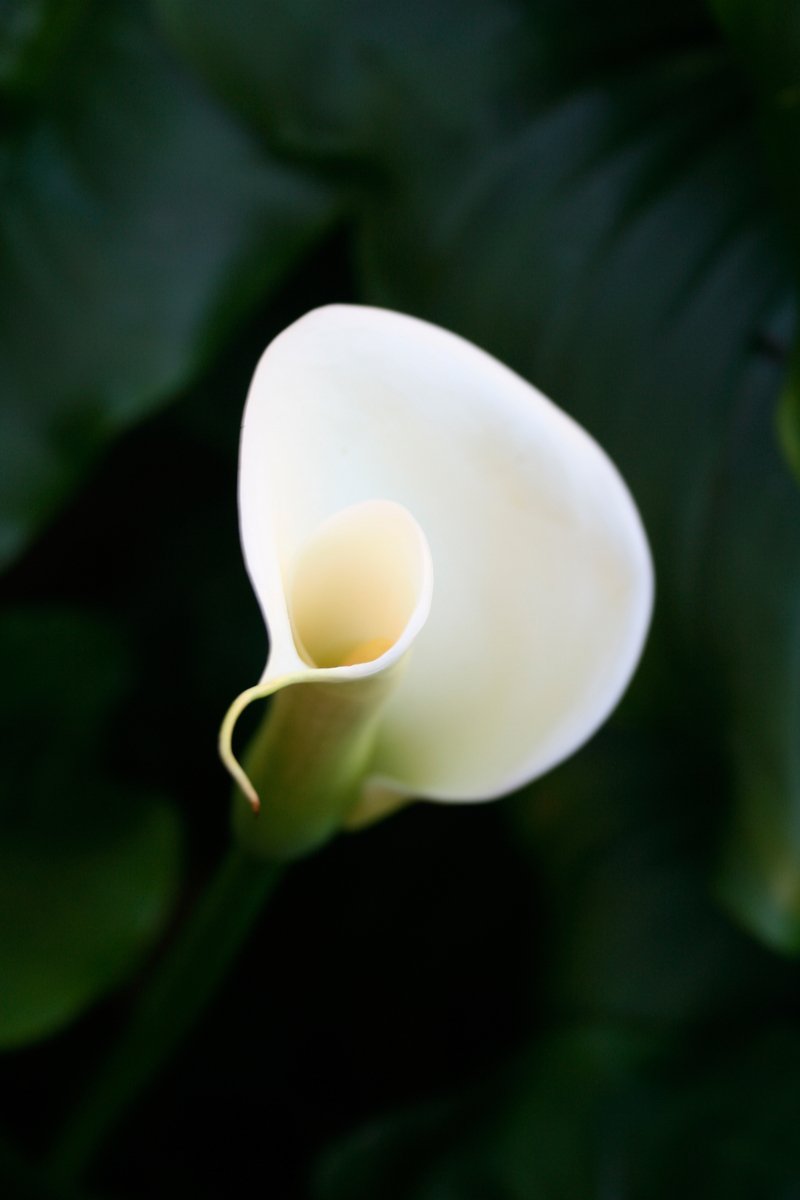 a white flower growing on a plant that is white