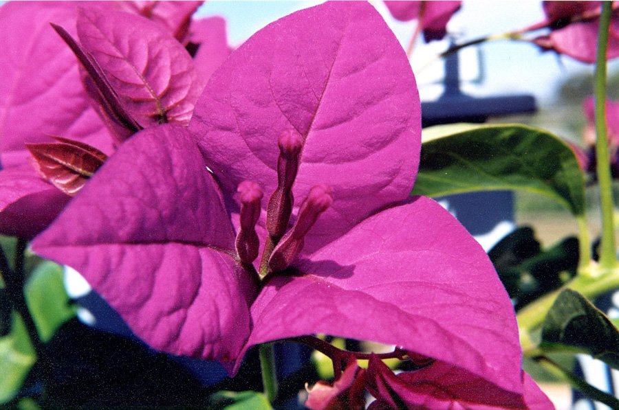 a bunch of flowers that are growing in some plants