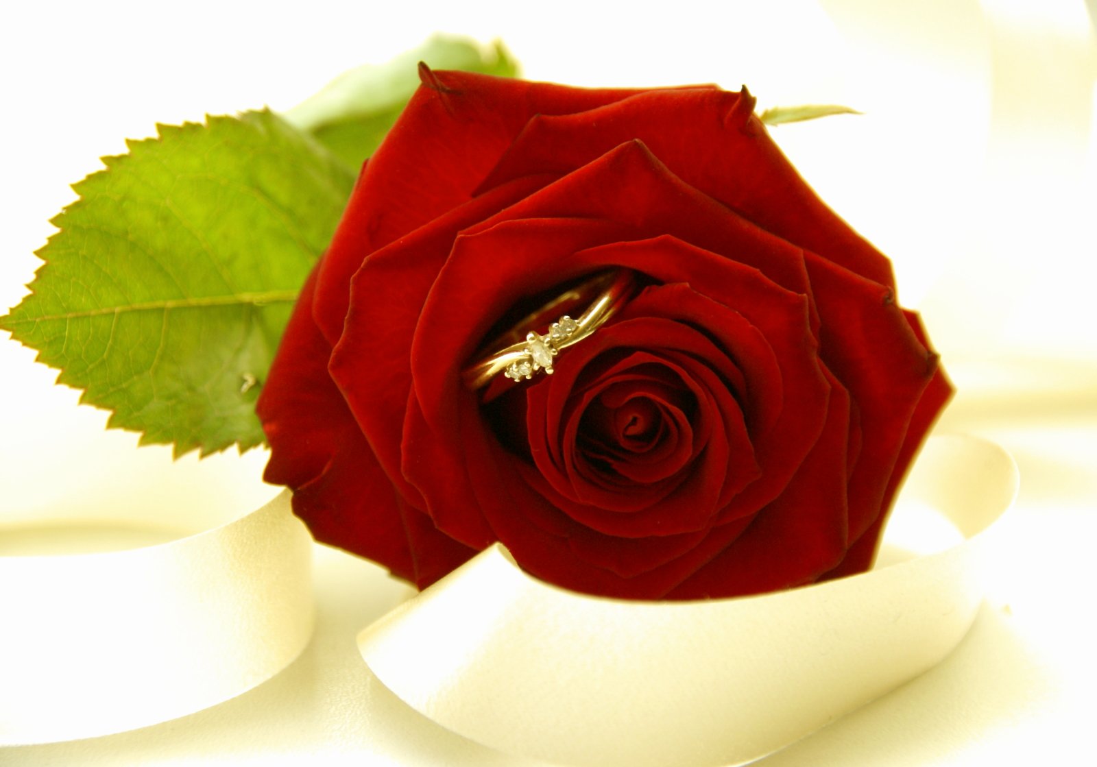 a beautiful red rose with a diamond engagement ring