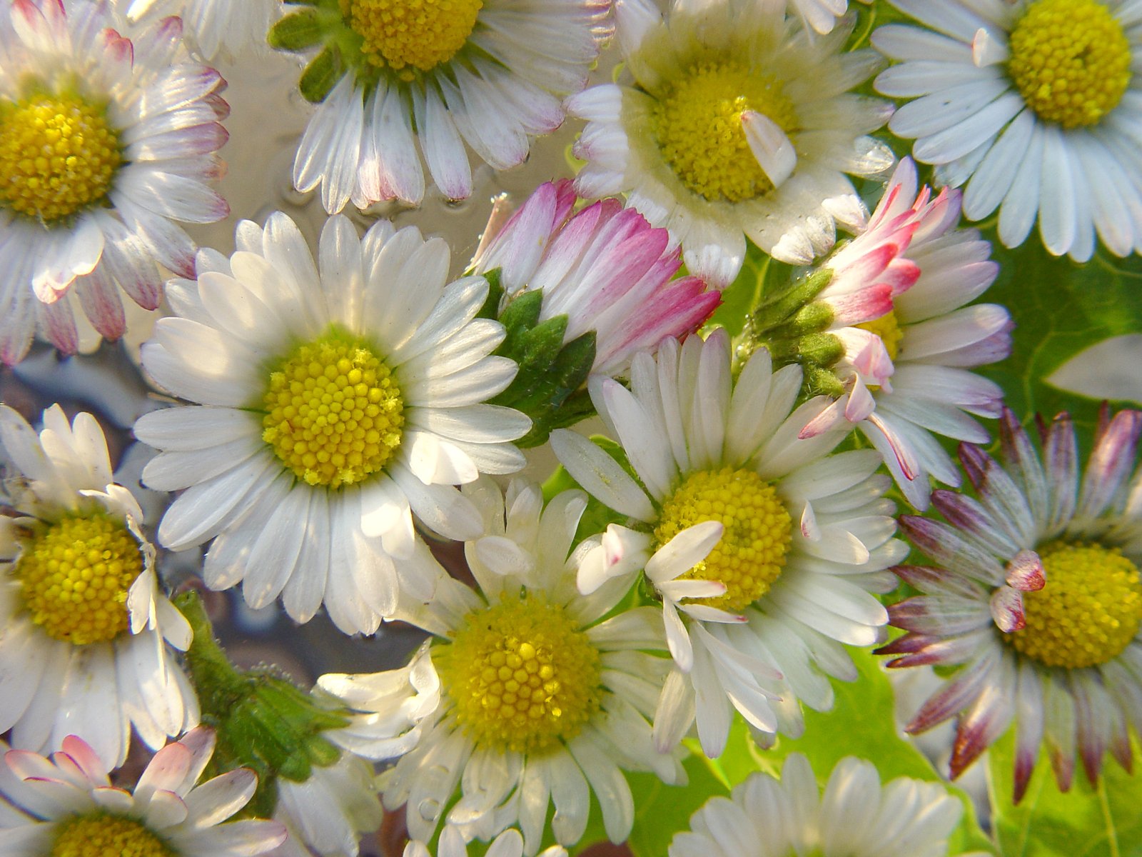 white and pink flowered bouquet with green leaves