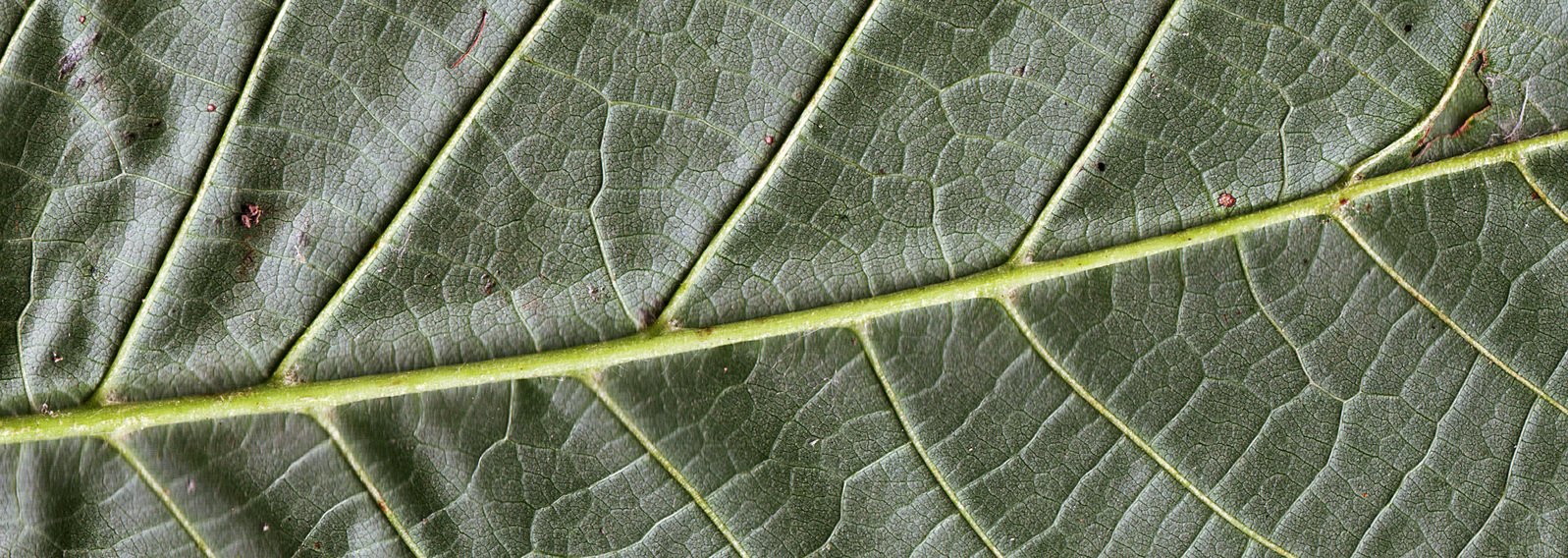 a plant leaf that is green and brown with some white tips