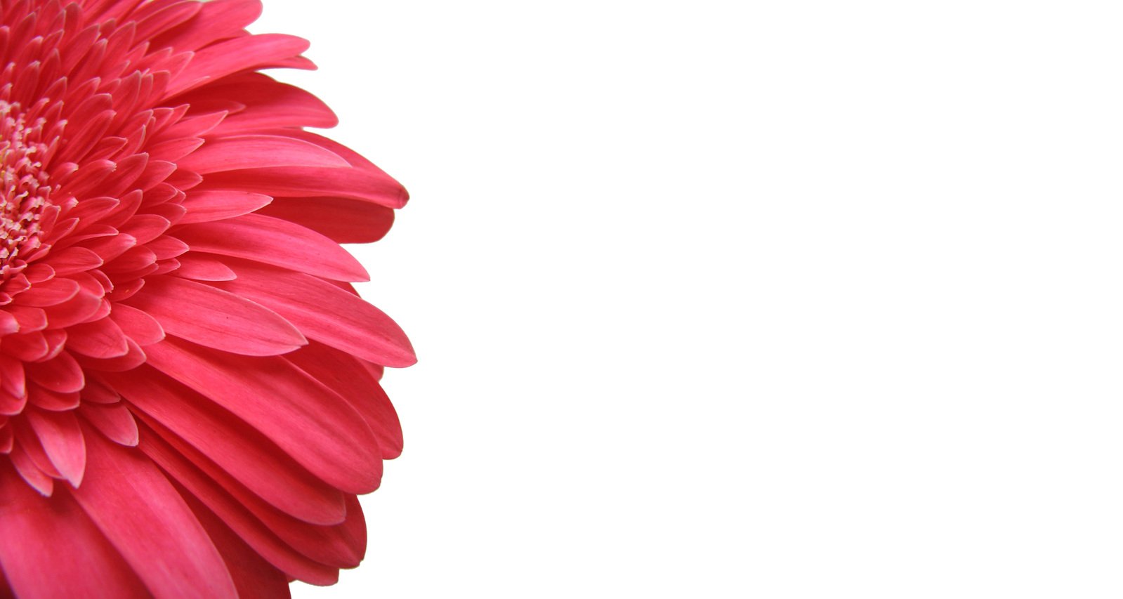 a big red flower with big petals with a white background