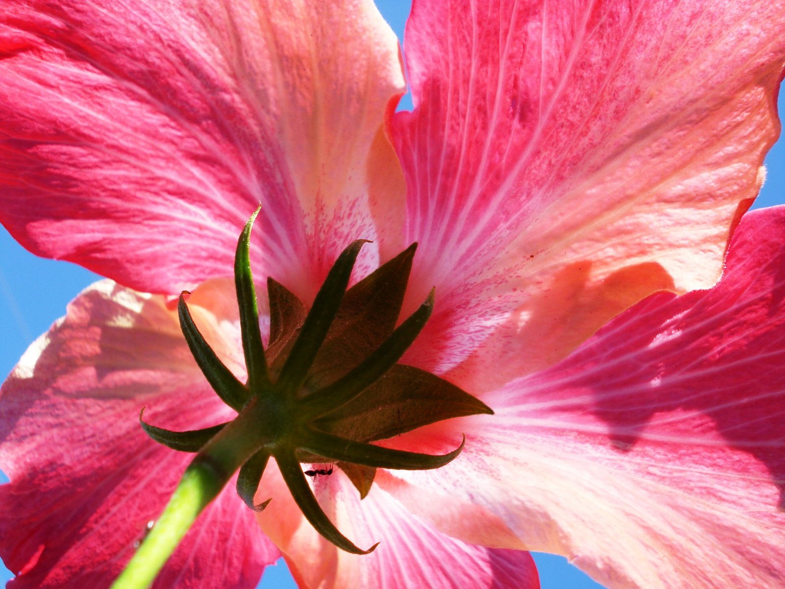 a close up of a pink flower with green stamen