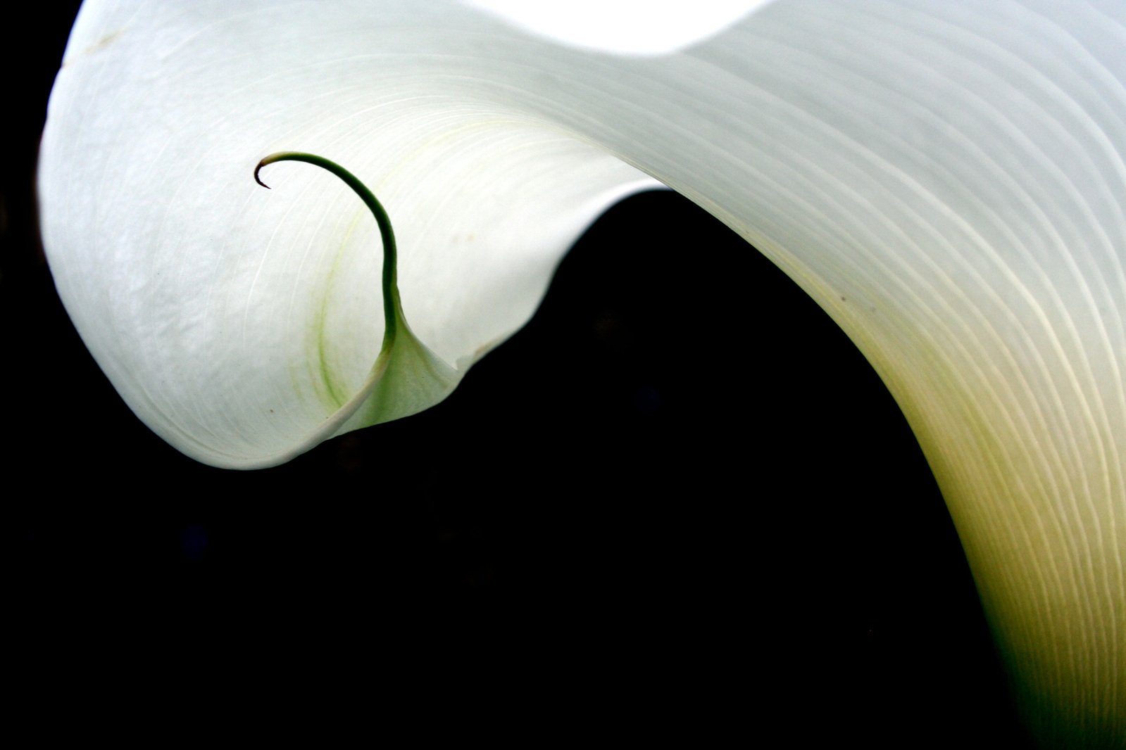 a large white flower with long stems
