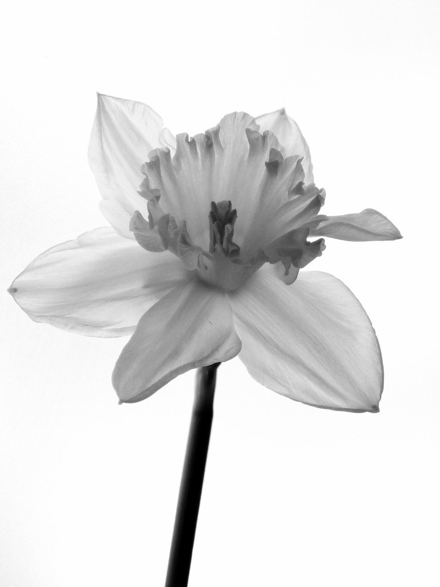 a black and white po of a flower