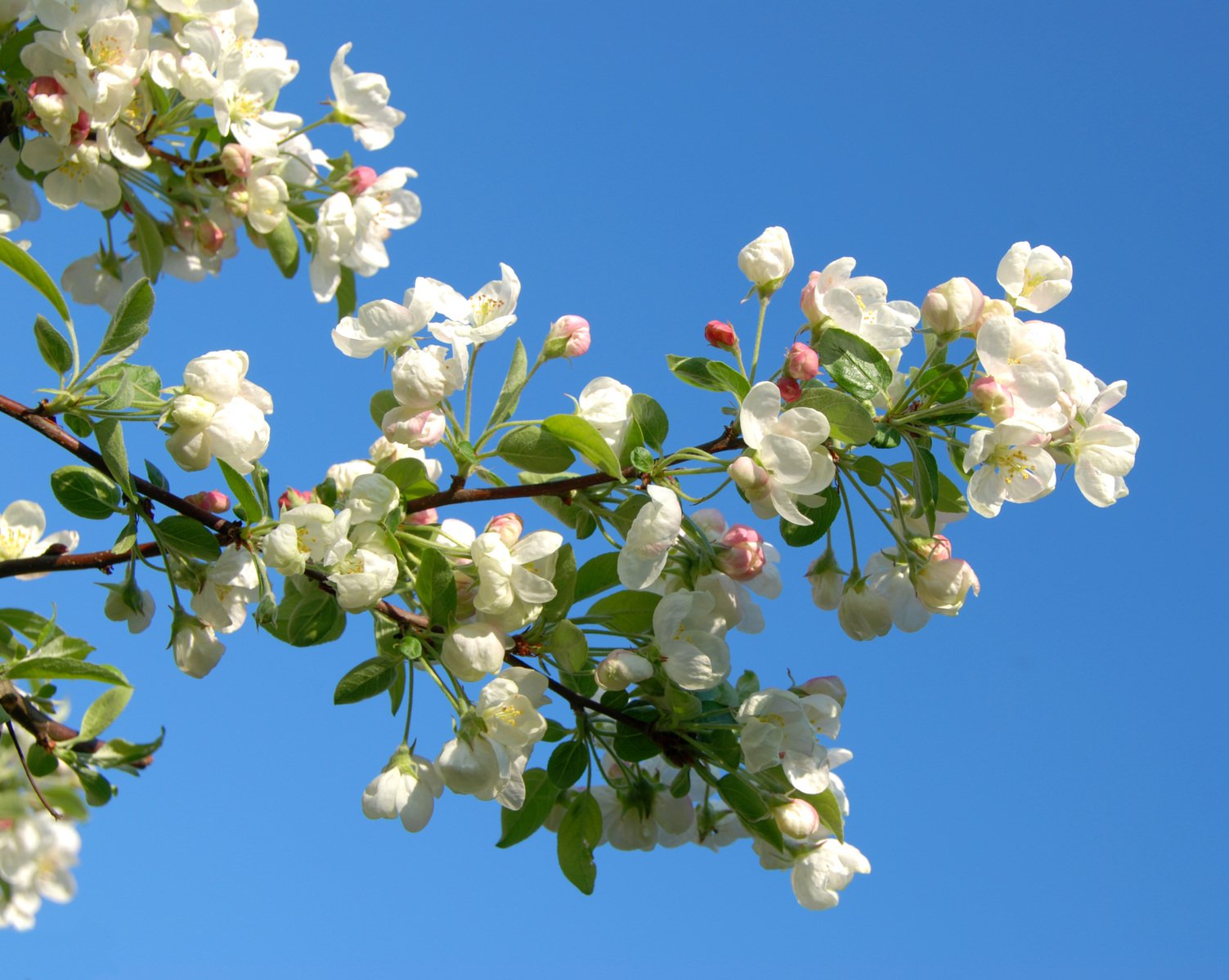 some white and pink flowers on a tree