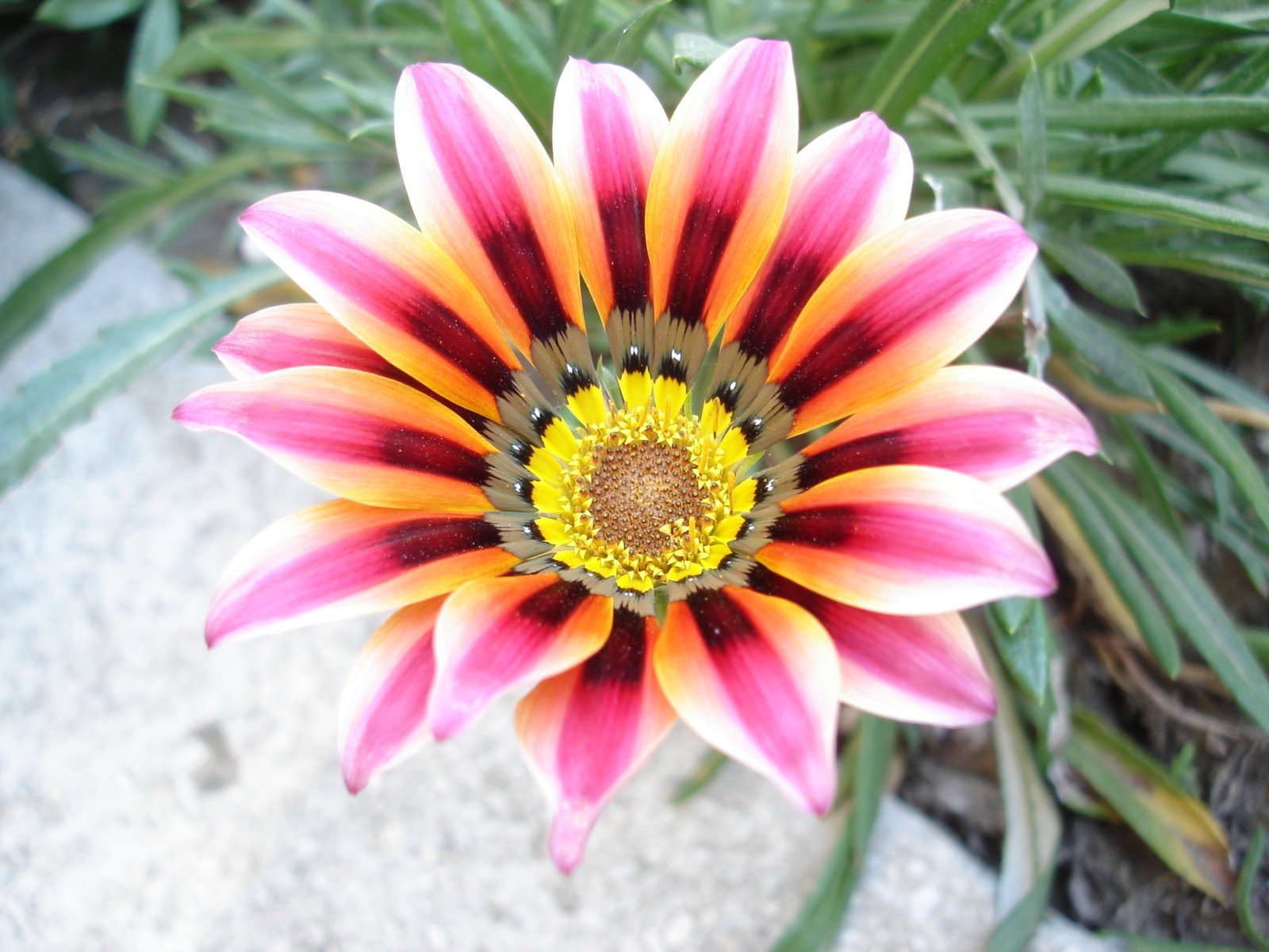 a flower with yellow center in it on a patch of cement