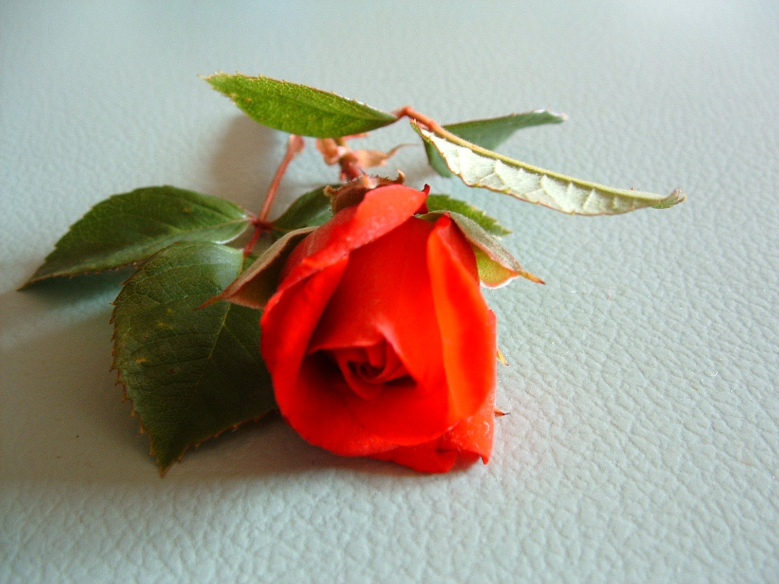 a single rose with its stem still attached
