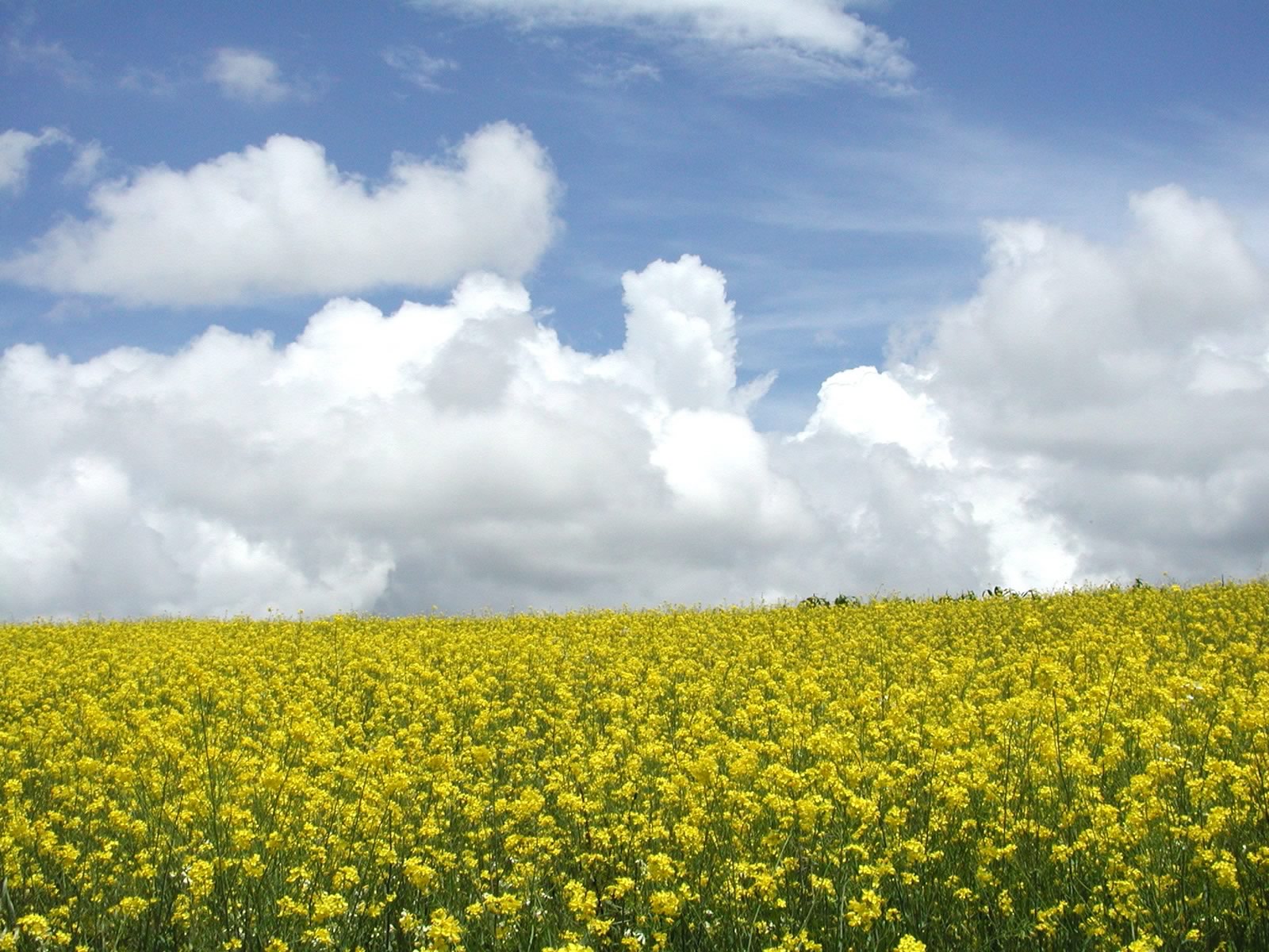 large field full of yellow flowers under a blue sky