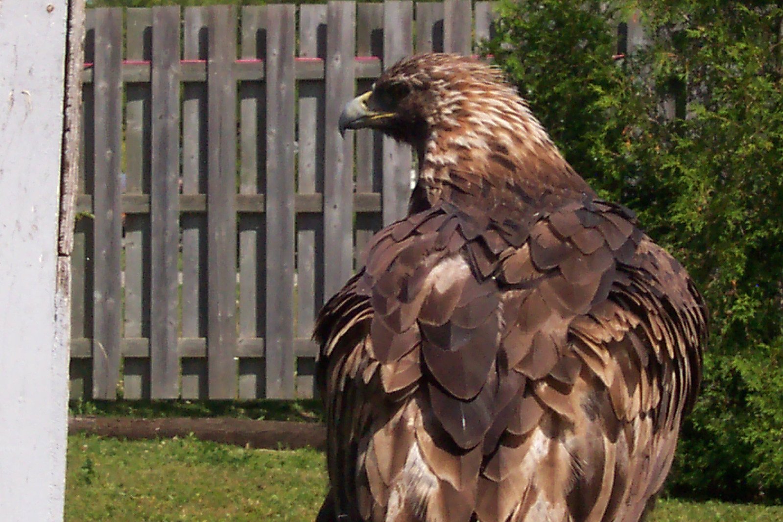 the brown bird has yellow feathers on it's wings