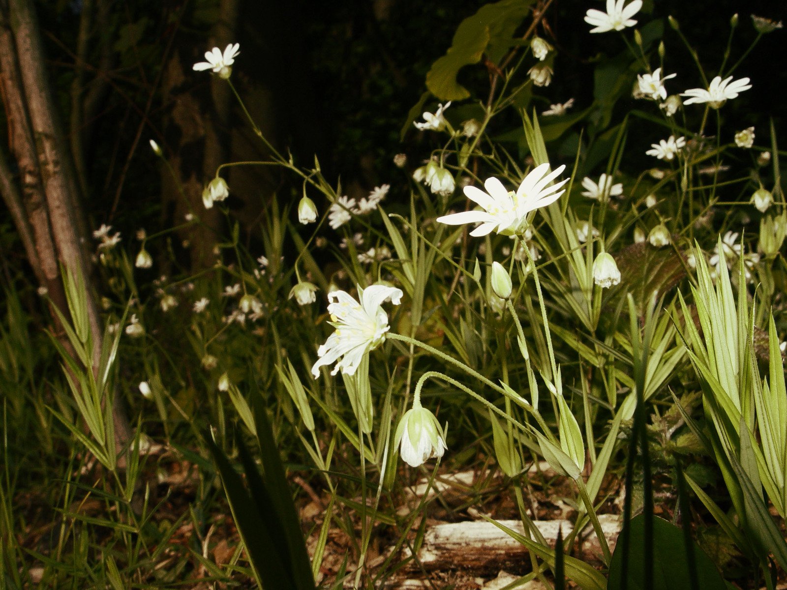 some daisies growing on the ground and in the grass