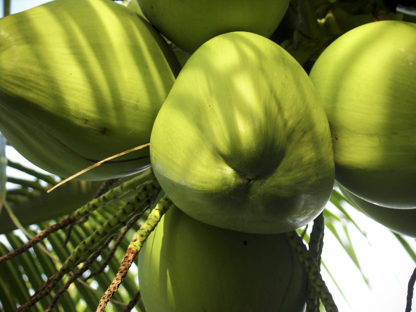 several green bananas hang on an organic tree