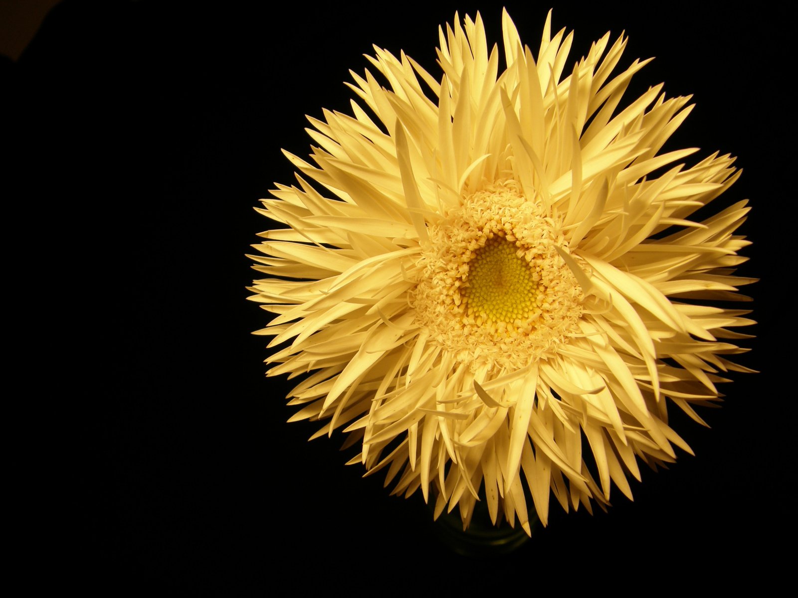 a white flower sitting in front of a black background