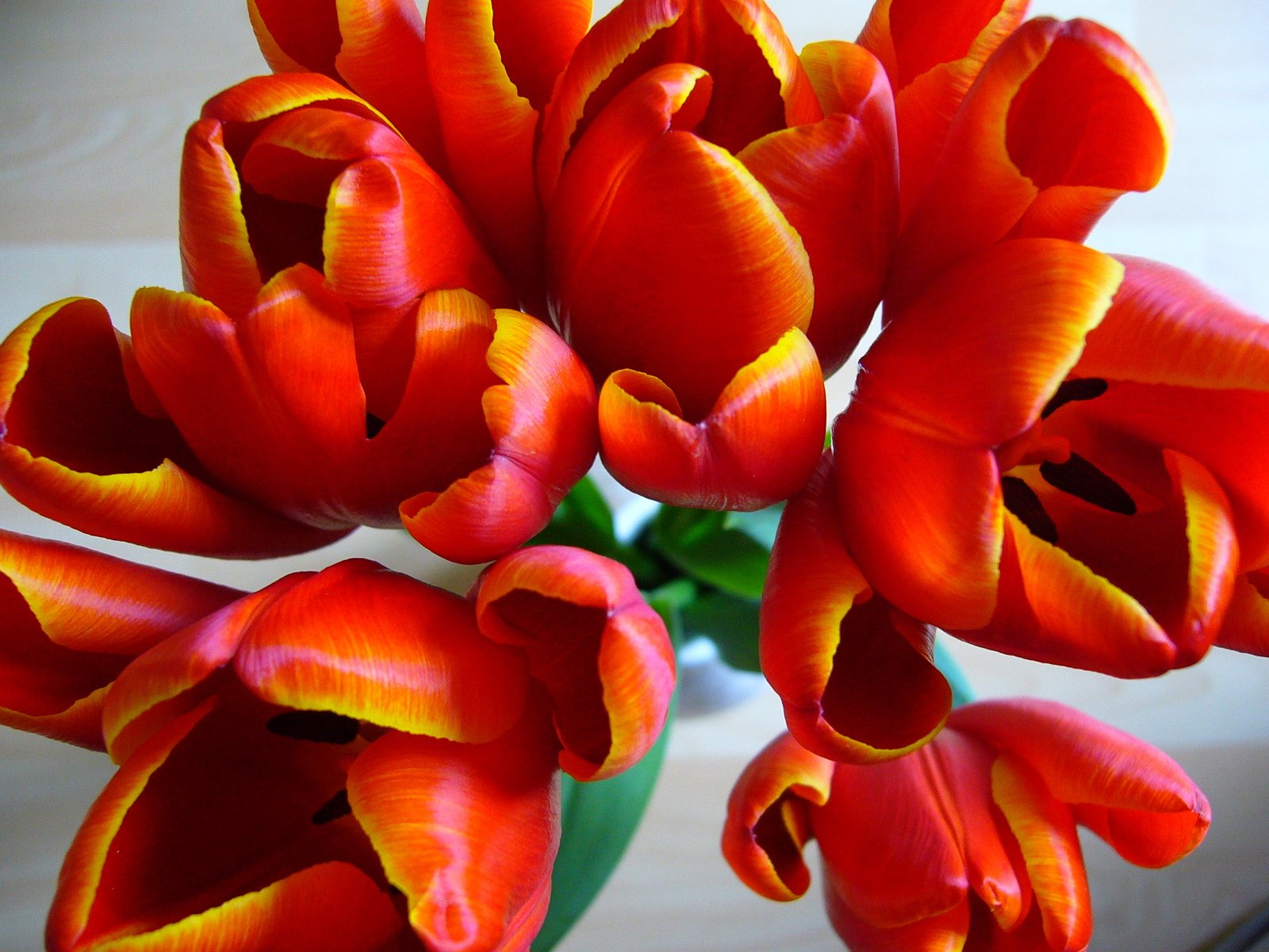 there are a bunch of red tulips in a vase