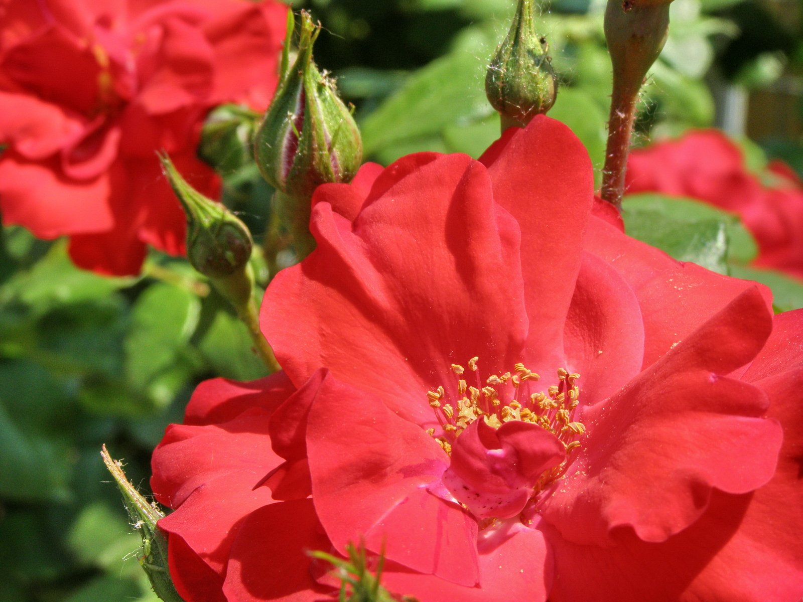 a close up of a red flower with green leaves