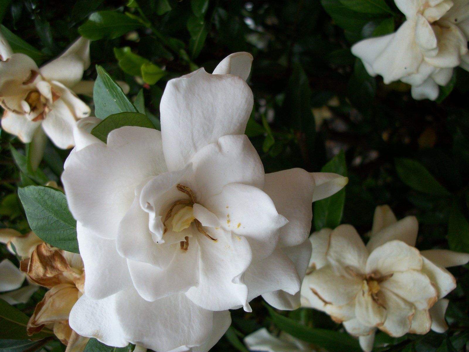 white flowers with green leaves are shown here