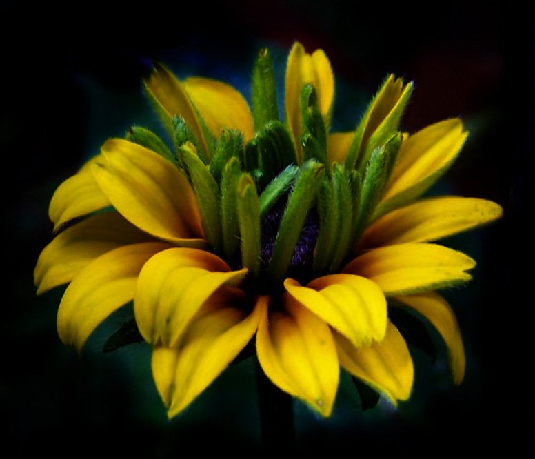 a large yellow flower with large green leaves