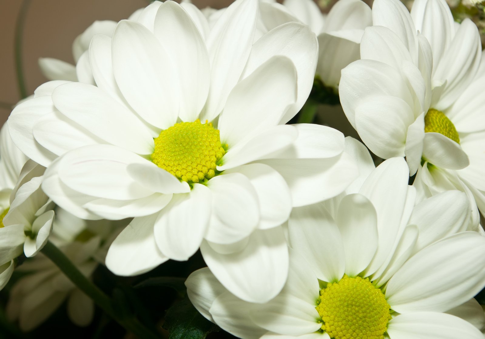 a large bunch of white flowers with green centers