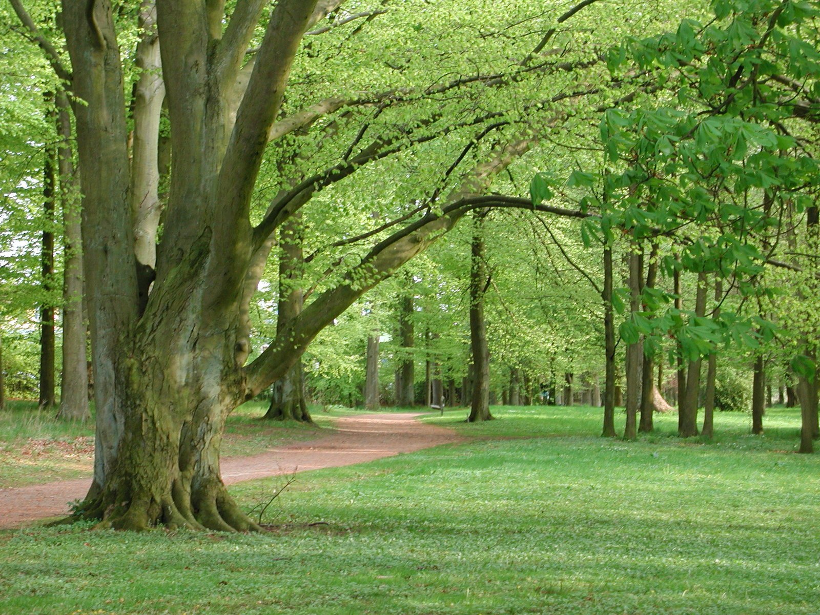 trees line a pathway between a grassy area and a forest