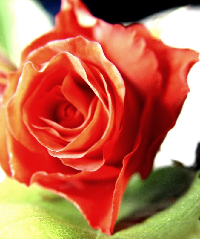 an orange rose is shown with green leaves