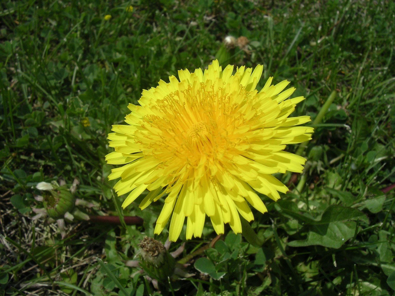 there is a very yellow flower in the grass