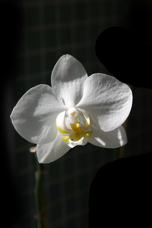 a white flower in the shadow with black background