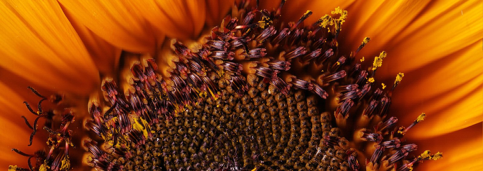 an orange sunflower with some bees in it
