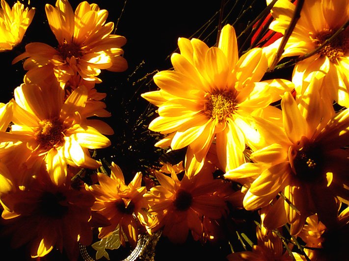 a large bunch of yellow flowers sitting in the sunlight