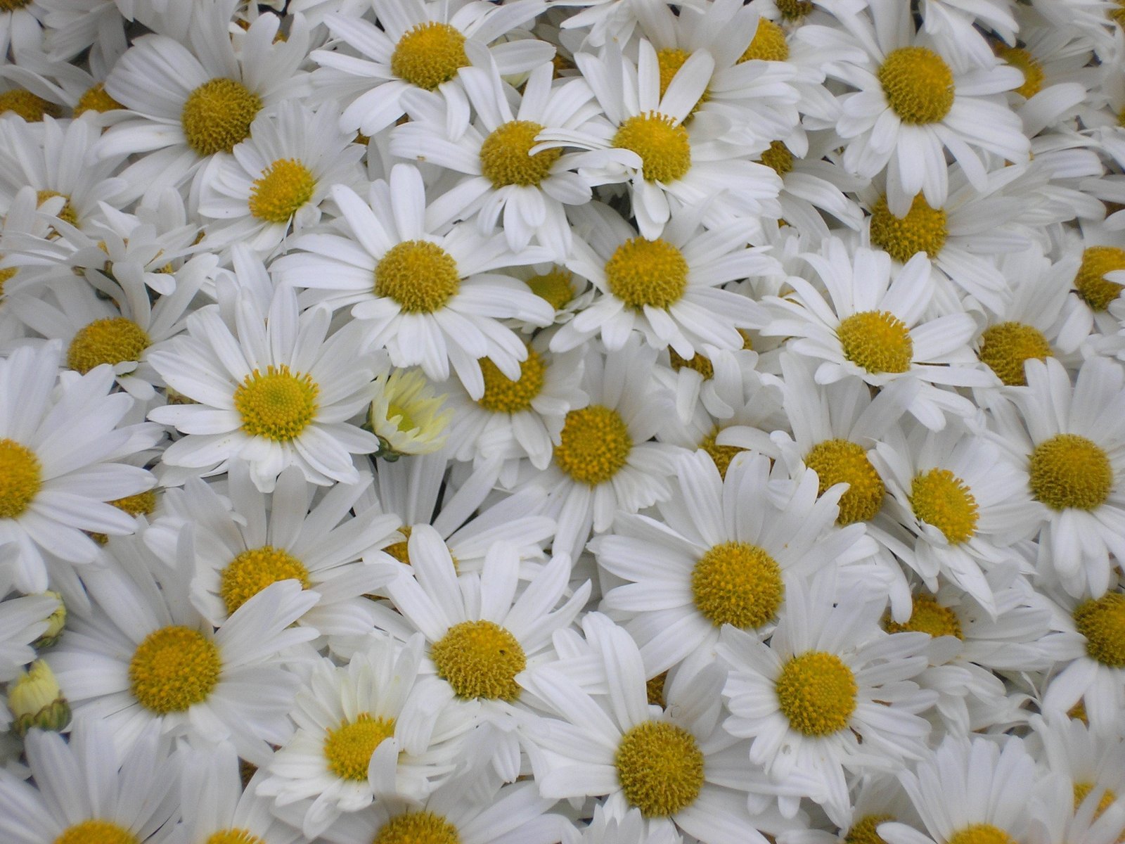 many white flowers are arranged next to each other