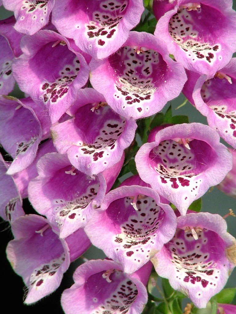 some very pretty purple flowers on a tree