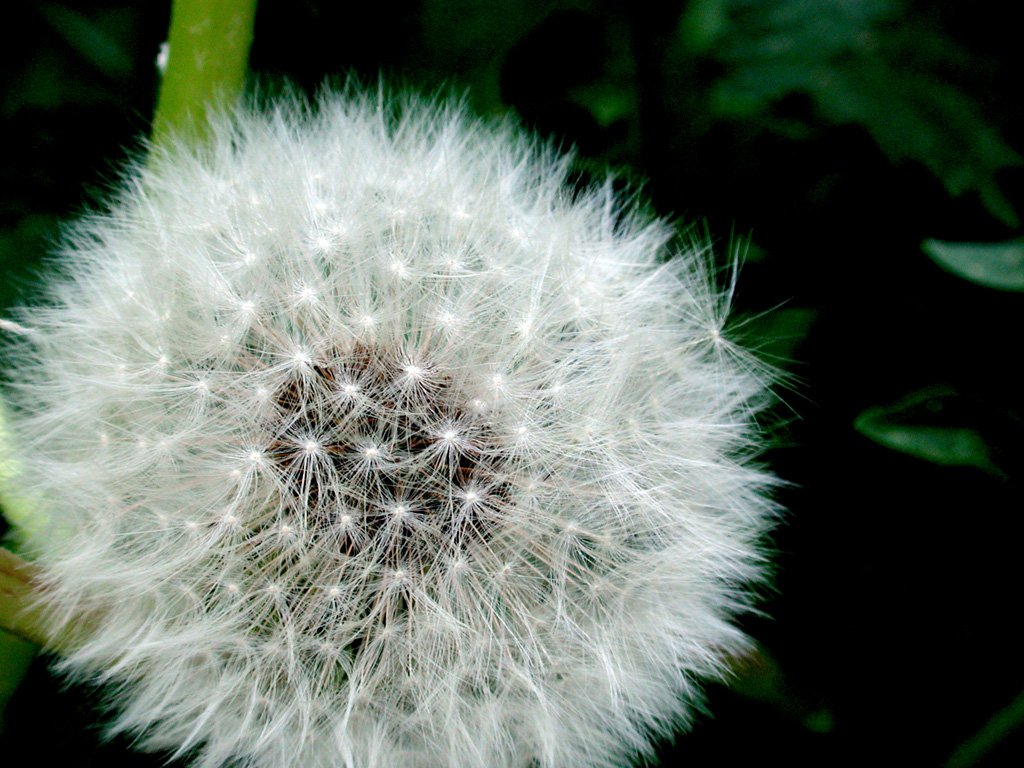 a dandelion flower sitting in the middle of the field