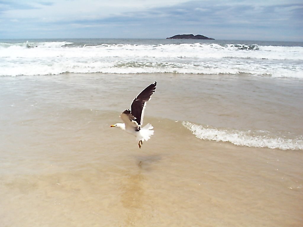 a large bird flying over a wet sandy beach