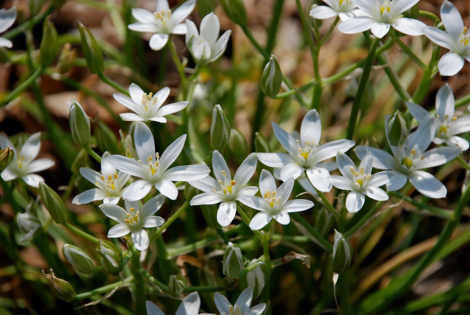 small flowers with leaves on the side of it