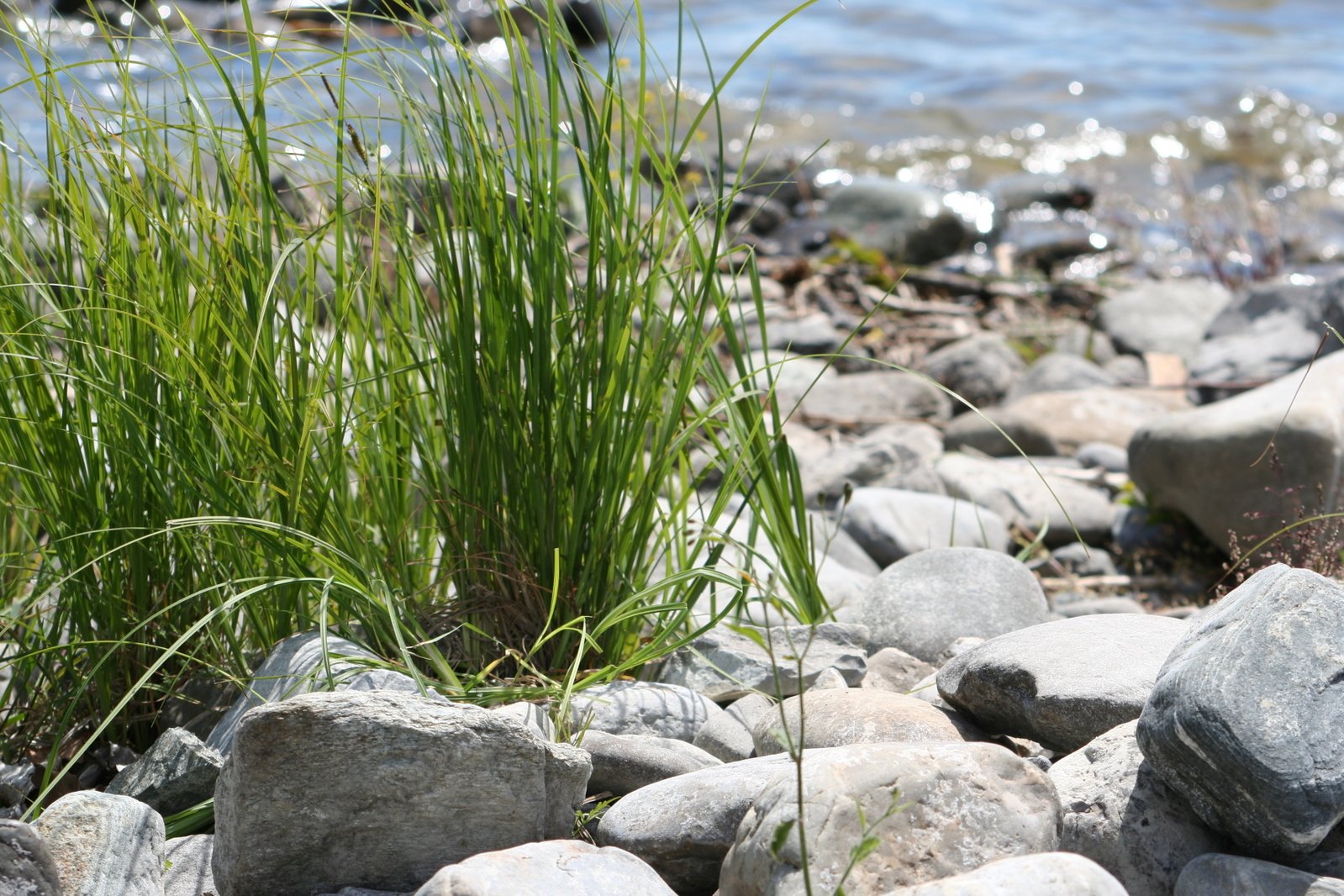 a couple of rocks next to some water and grass