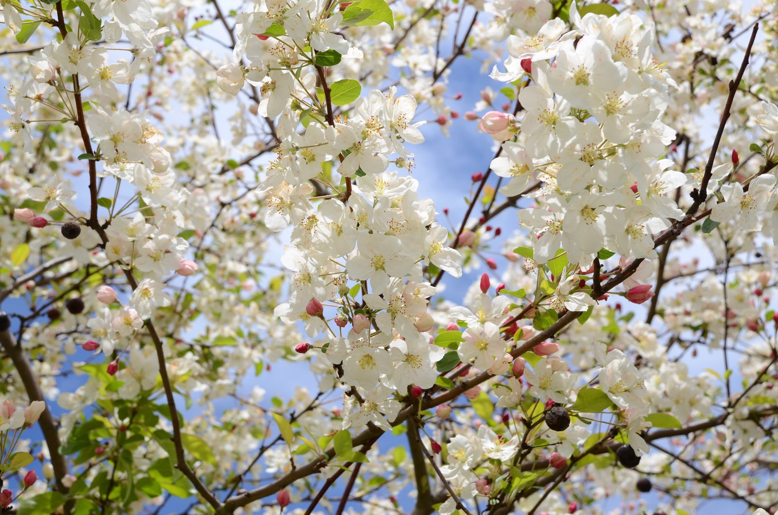 white flowers that have been in bloom and some trees with green leaves