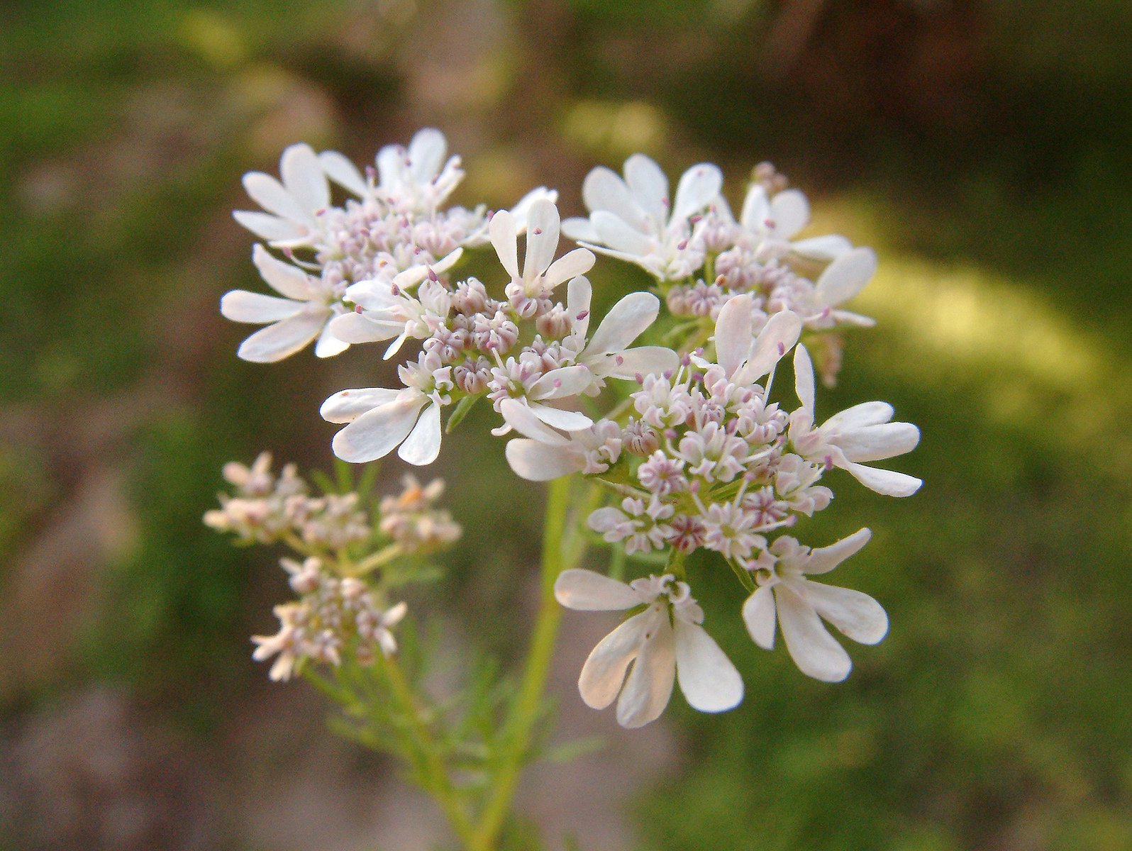 close up image of small white flowers against green background