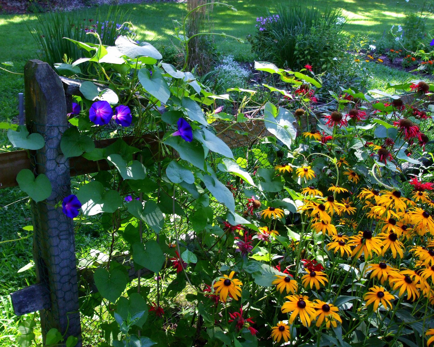 a variety of flowers that are next to a fence