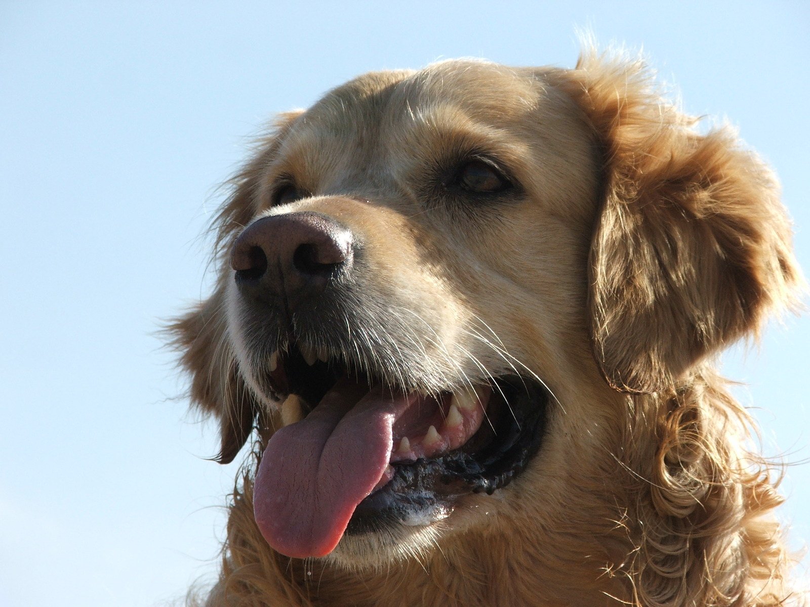 a close up of a golden retriever with its tongue hanging out