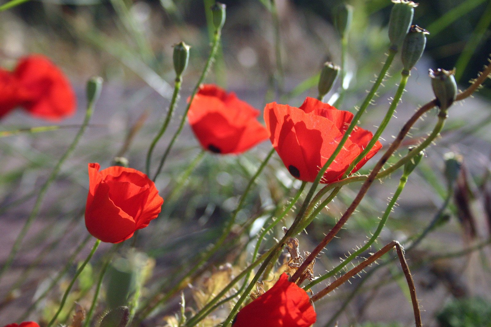 several small red flowers blooming in a field